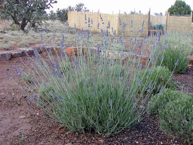 Hidcote Lavender (Lavandula angustifolia 'Hidcote') in Prince George,  British Columbia (BC) at Hunniford Gardens